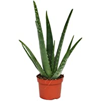 Fantástico Encantadora Aloe Vera planta Excelente Sanación beneficio - Aloe Vera Gel - opción - Aloe Vera- Aloe Vera…